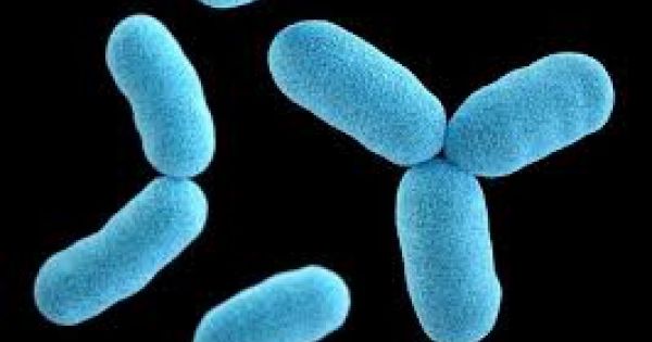 Hơn 1.000 người phải uống thuốc phòng bệnh bạch hầu