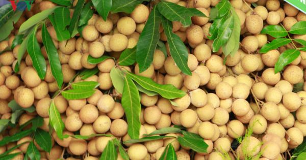 Lô nhãn tươi đầu tiên của Việt Nam đã nhập khẩu vào Australia