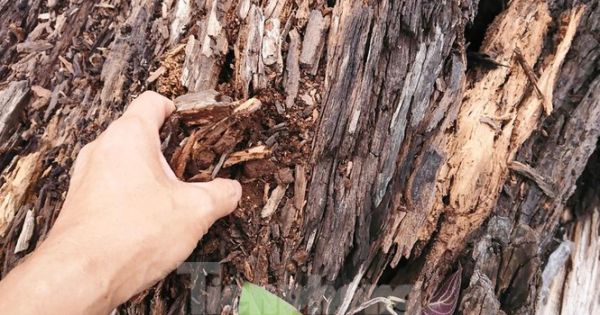 Cả nghìn m3 gỗ trục vớt rồi để mục nát tại Đắk Lắk