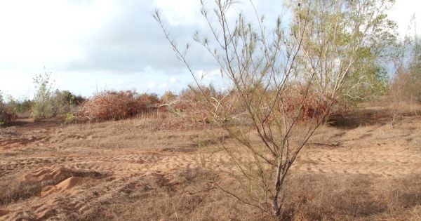 Phan Thiết: 4 ha cây bị phá – Chủ sở hữu không hề biết