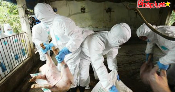 Bạc Liêu: Dịch tả lợn Châu Phi gây thiệt hại hơn 80 tỷ đồng