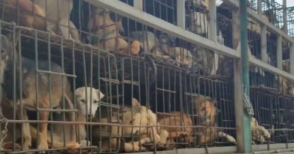 Kêu gọi người dân không ăn thịt chó tại TP HCM