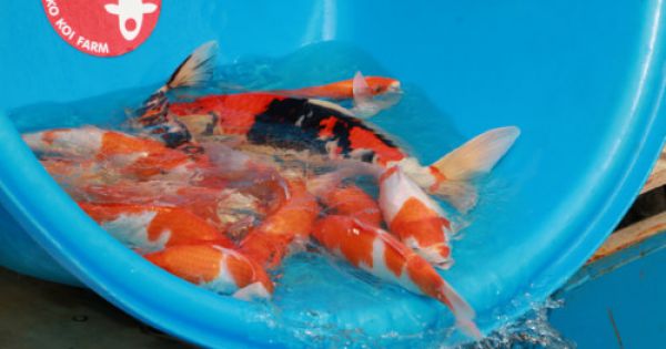 Thả cá Koi xuống sông Tô Lịch và Hồ Tây “đo” kết quả xử lý ô nhiễm