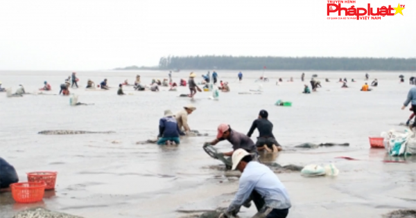 Khởi tố nguyên giám đốc hợp tác xã nuôi nghêu lừa đảo hơn 13 tỷ đồng