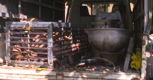 Quảng Ninh: Giải cứu con hổ gần 2,5 tạ trước giờ vào lò nấu cao