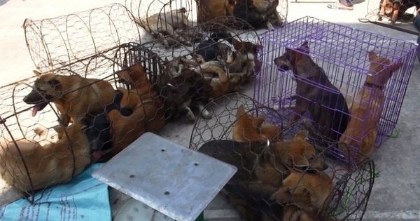 Chiếc hầm bí mật trong đường dây trộm hơn 100 tấn chó ở Thanh Hóa