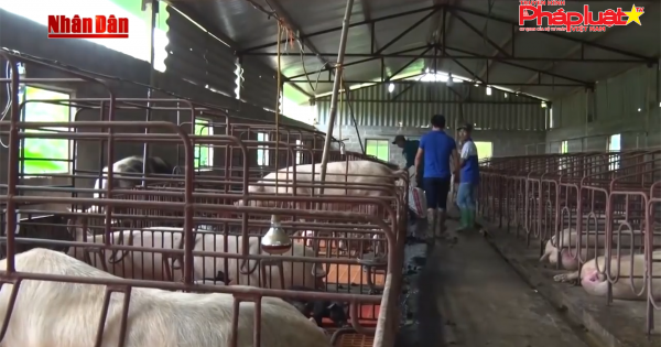 Tiêu hủy gần 65.000 con heo vẫn xuất hiện ổ dịch tả heo châu Phi mới