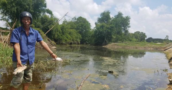 Nhà máy sắn xả thải sai quy định