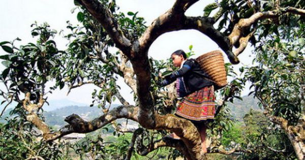 Yên Bái: Quần thể chè Shan tuyết cổ thụ Sùng Đô được công nhận Cây Di sản Việt Nam