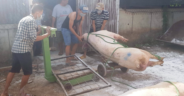 Dịch tả lợn châu Phi ở Lâm Đồng diễn biến phức tạp