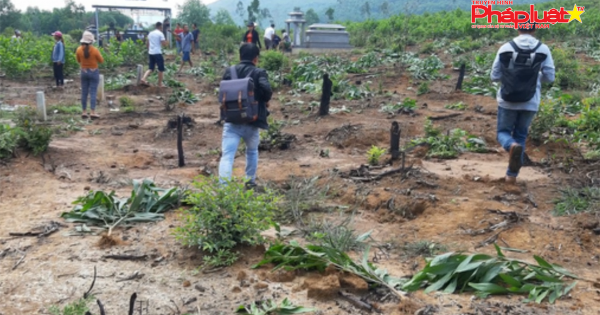 Quảng Nam: Cán bộ ngang nhiên nhổ hàng nghìn cây keo của dân, chính quyền nói... 