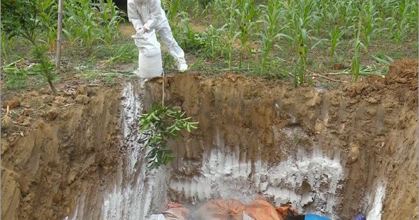 67 xã, thị trấn ở Sơn La công bố hết dịch tả lợn châu Phi