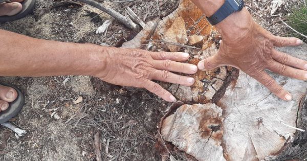 Vụ 140 ha rừng biến mất ở Bình Định: Tạm dừng dự án nhà máy điện Phương Mai 1