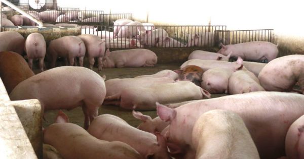 Liên tục tăng cao, giá thịt lợn vọt lên mức kỷ lục