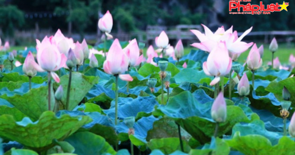 Đầm sen Nhật “bung lụa” giữa trời thu trở thành điểm 