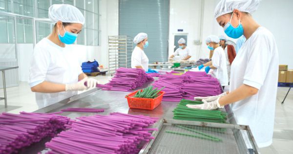 Sản xuất ống hút bột gạo ở miền Tây