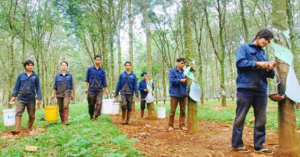 Cao su Thống Nhất bị phạt và truy thu hơn 140 triệu đồng vì vi phạm hành chính về thuế