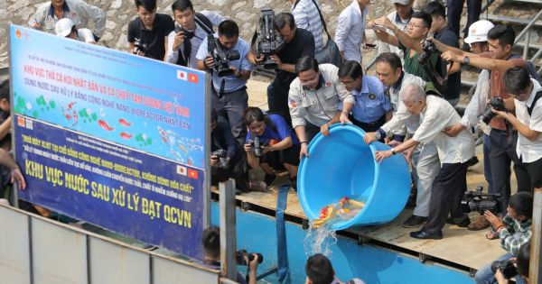 Gần 1 tháng sau khi thả, đàn cá Koi Nhật Bản trên sông Tô Lịch sống ra sao?