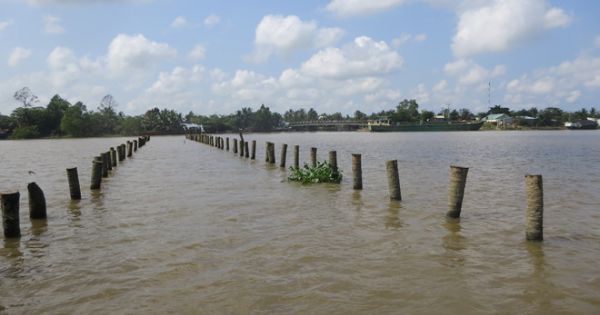 Ai ngang nhiên lập “ma trận” gây họa trên sông Cổ Chiên