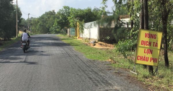 Dịch tả lợn châu Phi tiếp tục lan rộng ở Quảng Bình