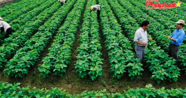 Đề xuất miễn thuế sử dụng đất nông nghiệp đến năm 2030