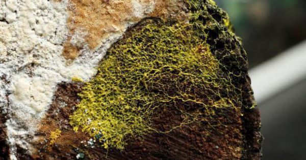 Lạ lùng sinh vật không não, có gần...720 giới tính