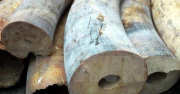 Thu giữ gần 20kg ngà voi vận chuyển trái phép tại Bình Định