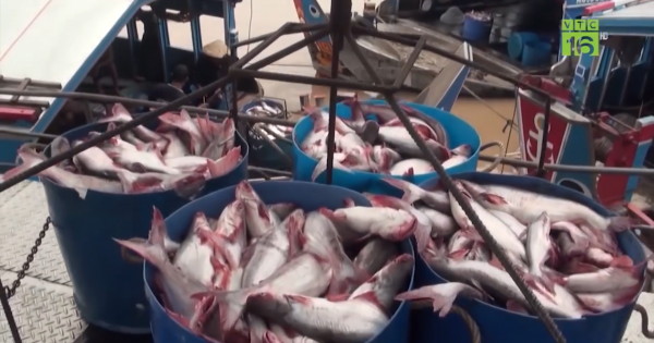 Mỹ giảm thuế bán phá giá cá tra Việt Nam