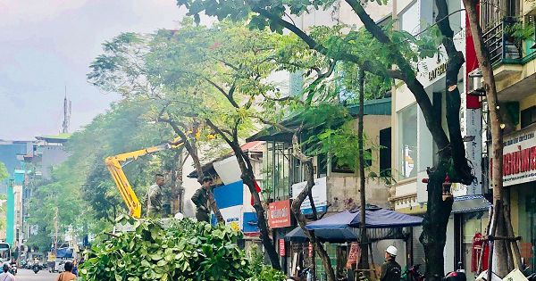 Hà Nội: Chặt hạ, di chuyển 85 cây xanh phục vụ đường vành đai 2