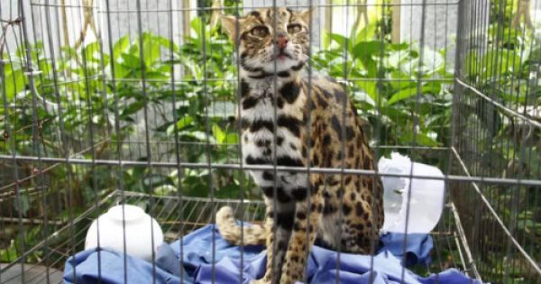 Phát hiện mèo rừng quý hiếm, có bộ lông tuyệt đẹp tại TP HCM
