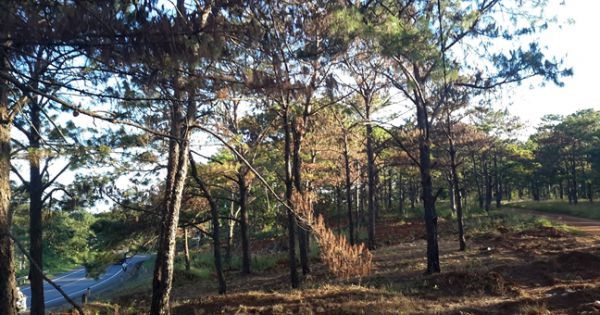 Khởi tố nhóm hủy hoại rừng thông dọc QL14 để chiếm đất