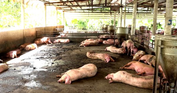 Nam Định: Bắt 3 quan xã kê khống 28 tấn heo chết do dịch tả heo châu Phi, trục lợi gần 500 triệu đồng