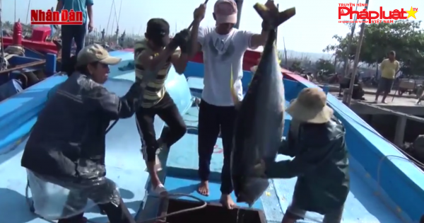 Việt Nam nỗ lực tháo gỡ 'thẻ vàng' thủy sản