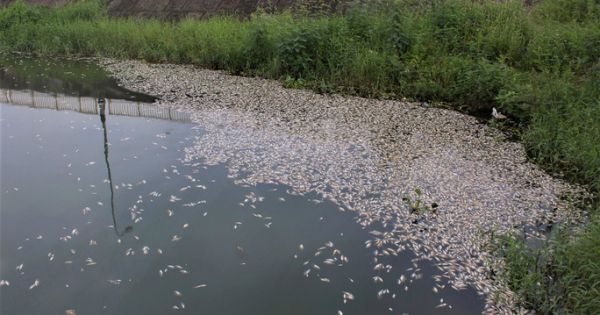 Cá chết nổi trắng hồ điều hòa giữa trung tâm TP Đông Hà