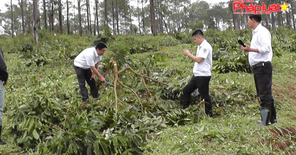 Lâm Đồng: Ai “bảo kê” để Công ty An Phú Nông ngang nhiên cưỡng chế đất của dân?