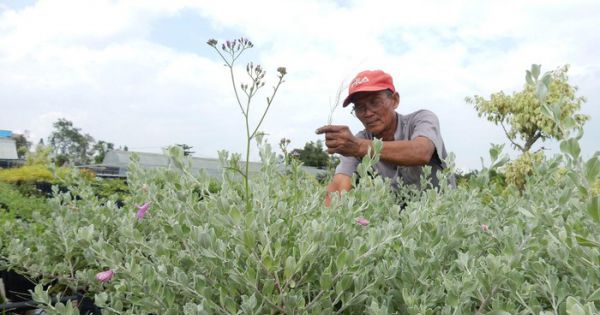 Đồng bằng sông Cửu Long tất bật vào vụ hoa tết
