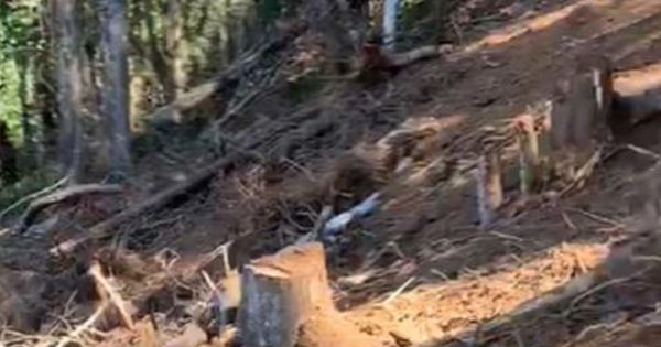 Lâm tặc lại 'dọn rừng' ở Lâm Đồng