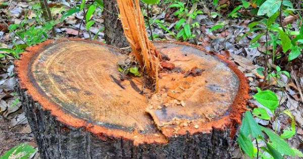 Chi cục Kiểm lâm vùng IV vào cuộc vụ rừng ở huyện biên giới bị đốn hạ