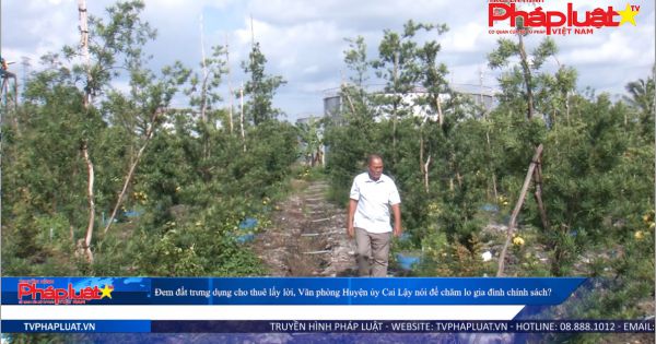 Đem đất trưng dụng cho thuê lấy lời, Văn phòng Huyện ủy Cai Lậy nói để chăm lo gia đình chính sách?