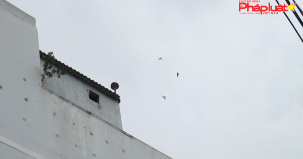 Quản lý hoạt động nuôi chim yến ở thành phố Sóc Trăng