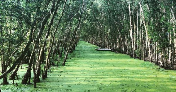 Dân phượt “phát sốt” với điểm check-in đẹp giữa rừng Trà Sư