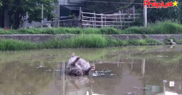 Thanh Hóa – ô nhiễm kinh hoàng tại kênh bắc