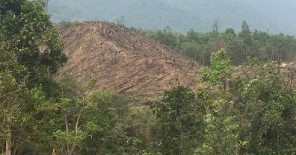 Rừng liên tục bị xâm hại, nguyên lãnh đạo công ty lâm nghiệp bị khiển trách