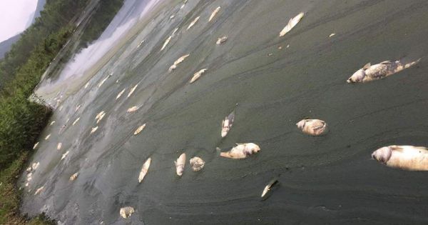 Sự thật phía sau những quả “trứng sạch” Hòa Phát: Núi phân gà hàng chục ngàn tấn đầu độc nguồn nước