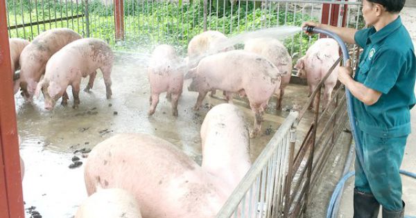 Tăng đàn gia cầm để bù đàn heo giảm