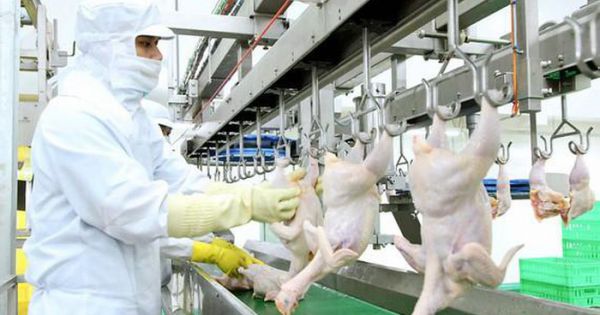 Các nhà máy giết mổ trễ hẹn do vướng thủ tục