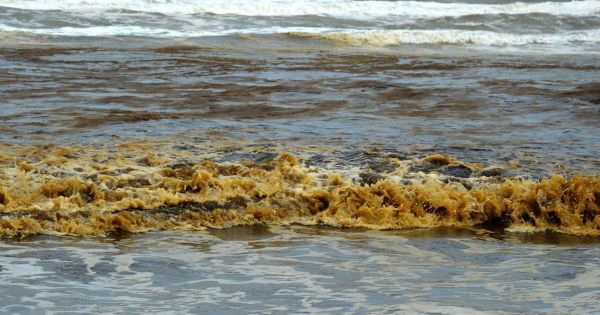 Nước biển Quảng Ngãi nhuộm đen, nổi bọt bất thường