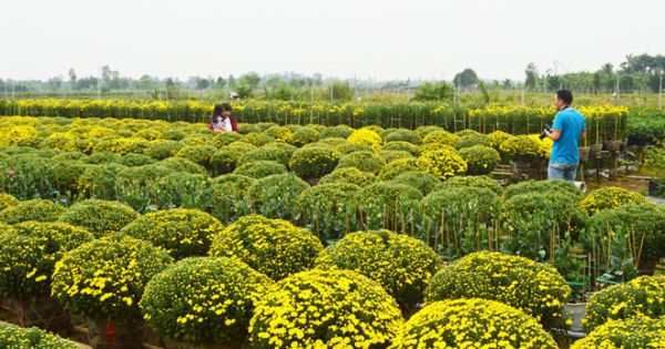 Chặn đường để bán vé tham quan làng hoa Sa Đéc