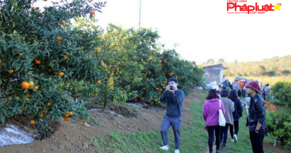 Mộc Châu đẹp ngỡ ngàng những ngày cuối năm