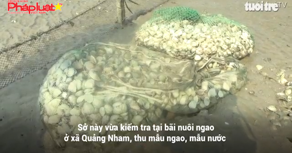Nghêu nuôi chết hàng loạt ở Thanh Hóa